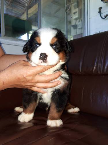 バーニーズ 残り2匹 夏フェア 8万〜 犬の販売 2126