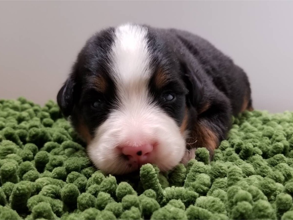 終了致しました。 犬の販売 2130