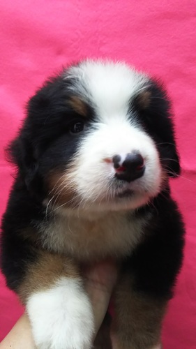 ヨーロッパラインのバーニーズマウンテンドッグ 犬の販売 2133