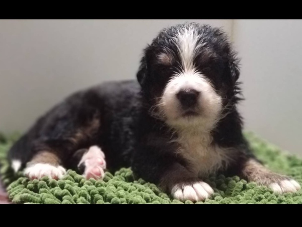 終了致しました。 犬の販売 2138