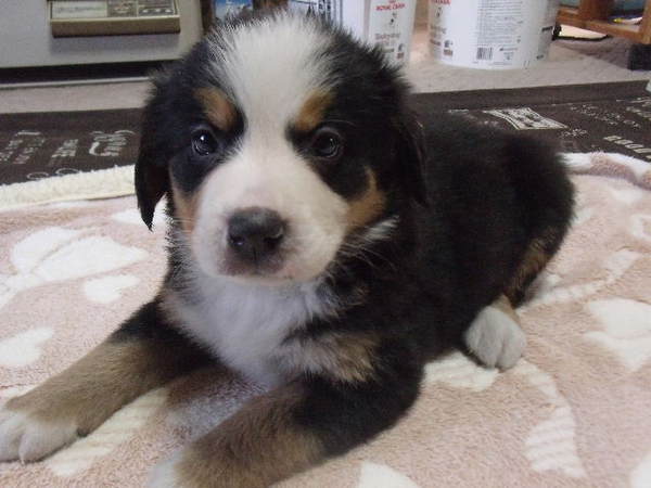 順調に成長しています 犬の販売 2143