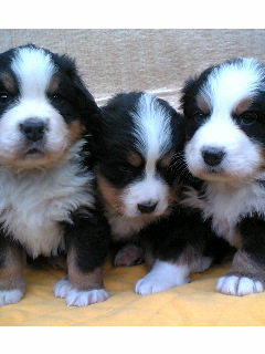 バーニーズ子犬 元気に発育中です 犬の販売 2144