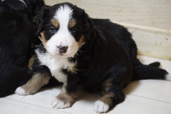 バーニーズ産まれました(^^) 犬の販売 2147