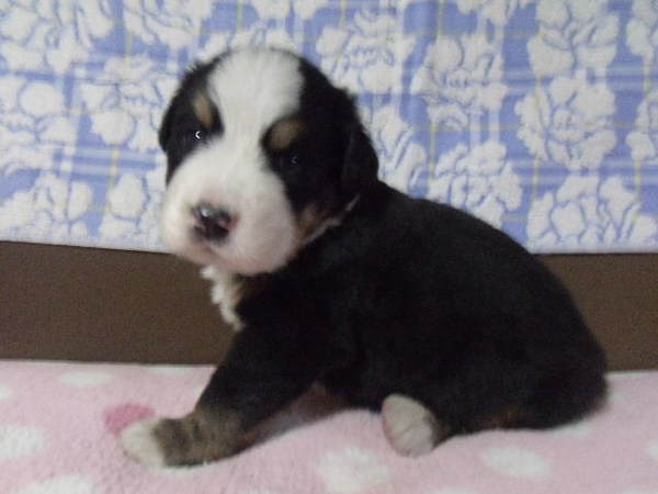 ご予約受付中です 犬の販売 2150