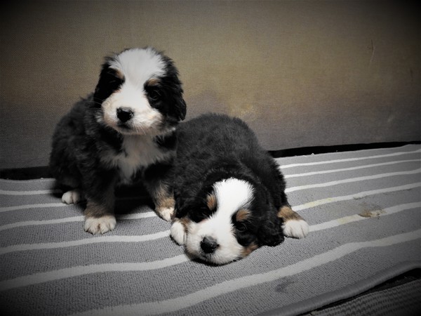 8匹兄弟 犬の販売 2155