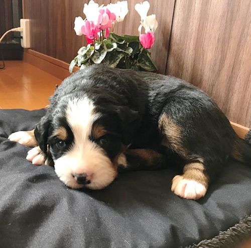 心優しいバーニーズマウンテンドッグの子犬たち! 犬の販売 2162
