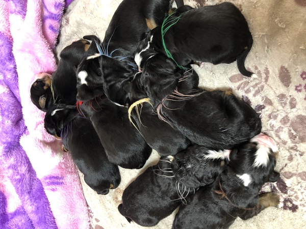 バーニーズマウンテンドックの子犬ちゃん 犬の販売 2163