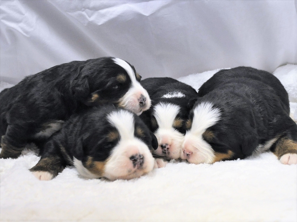 バーニーズ子犬ご家族見つかりました 犬の販売 2166
