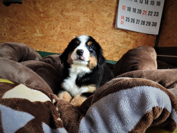 決まりました。 犬の販売 2169