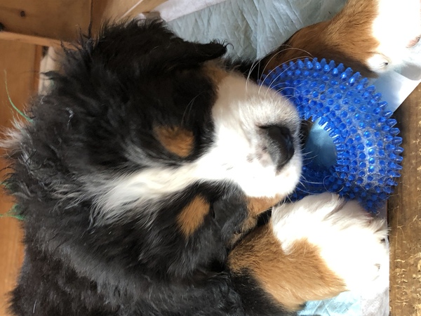 元気な子達です。 犬の販売 2170