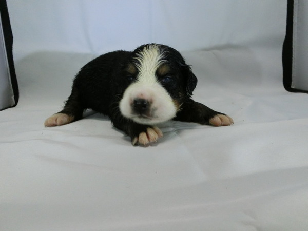 とっても可愛く元気で健康な赤ちゃんが生まれました! 犬の販売 2182