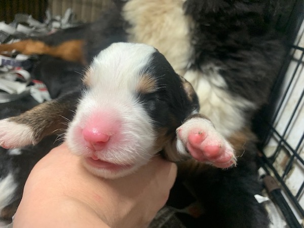 【静岡県西部】バーニーズ3頭兄弟♪ 犬の販売 2186