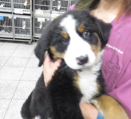 〈ご家族決定〉骨格のしっかりしたバーニーズ子犬 犬の販売 2203