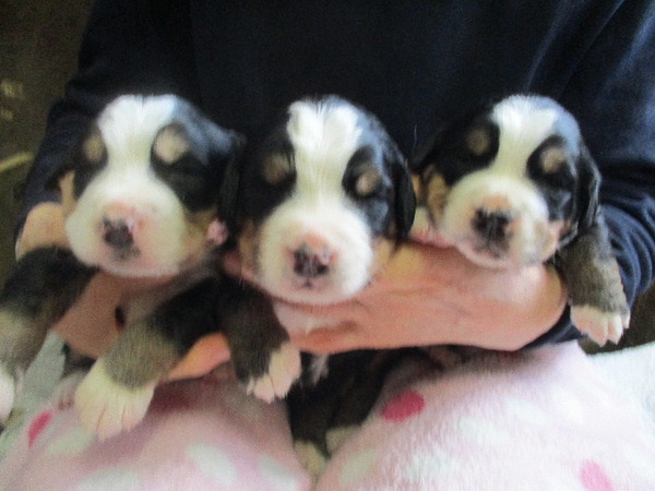 10兄妹 予約開始します 犬の販売 2212