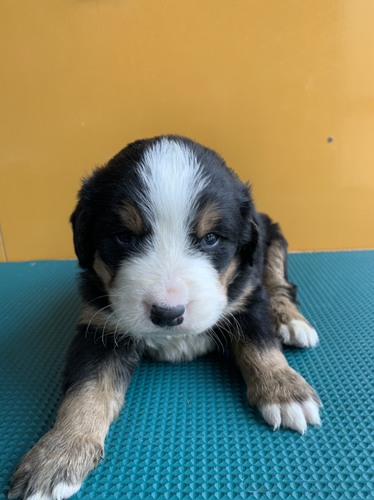 ☆バーニーズ産まれました☆ 犬の販売 2217