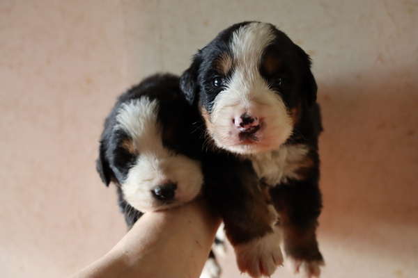 ヨーロッパラインのバーニーズマウンテンドッグ 犬の販売 2220