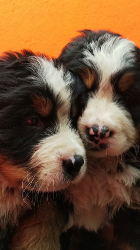 ヨーロッパラインのバーニーズマウンテンドッグ 犬の販売 2226