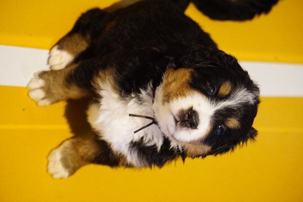 バーニーズ産まれました⭐ 犬の販売 2227