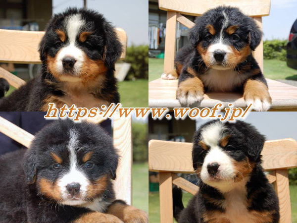 バーニーズの子犬が生まれています 24~25万円 犬の販売 2231