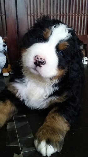販売終了!有り難う御座いました。 犬の販売 2237