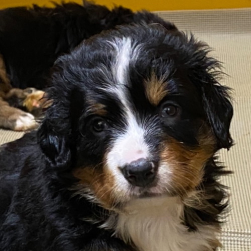 可愛いバーニーbaby No 2248 バーニーズ マウンテン ドッグ 犬の出産情報 子犬販売 Dogoo Com 可愛いバーニーbaby No 2248 バーニーズ マウンテン ドッグ 犬の出産情報 子犬販売 Dogoo Com