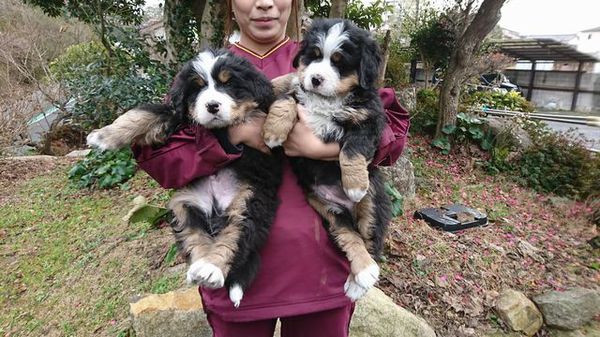 バーニーズ生まれました(^^)v 犬の販売 2257