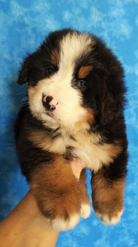ヨーロッパラインのバーニーズマウンテンドッグ 犬の販売 2264