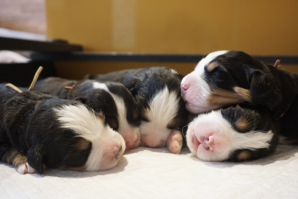 バーニーズ産まれています。 犬の販売 2265