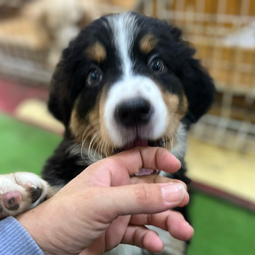 ★決まりました★ 犬の販売 2280