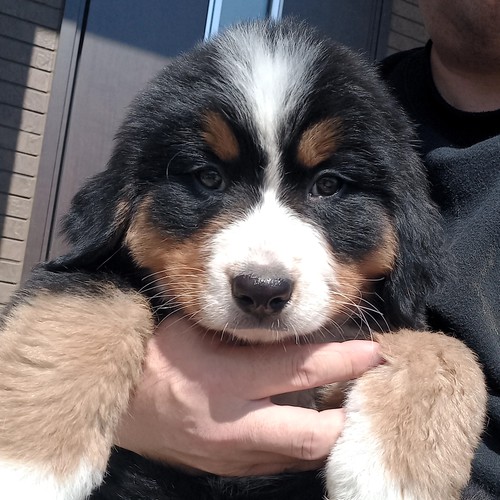 可愛いバニーちゃん 犬の販売 2287