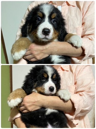 バーニーズマウンテンドッグ 犬の販売 2288