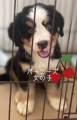 ありがとうございました 犬の販売 2304