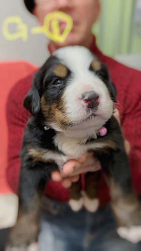 バーニーズマウンテンドッグ産まれています♪ 犬の販売 2305