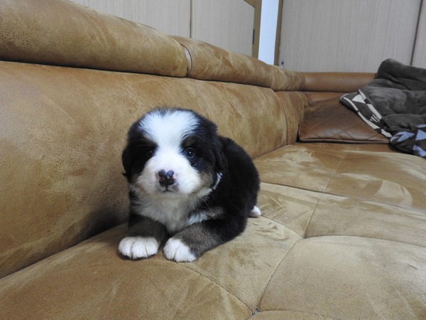 元気いっぱいかわいい子達です。 犬の販売 2311