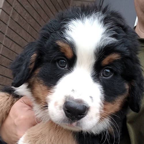 残り1頭です。可愛いバーニーズ君 犬の販売 2312