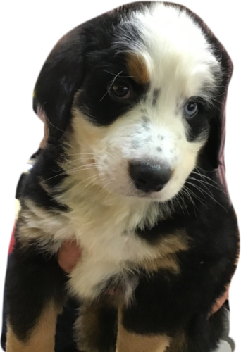 バイアイ(片目がブルー)の為 格安譲渡 犬の販売 2317