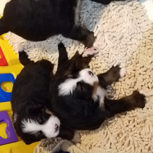 バーニーズ12頭産まれました 犬の販売 2318