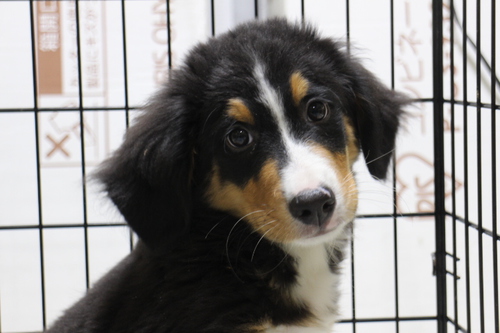 バーニーズ・マウンテン・ドッグ 犬の販売・譲渡 2321 バーニーズ