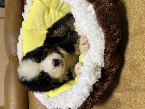 訳あり男の子 犬の販売 2322