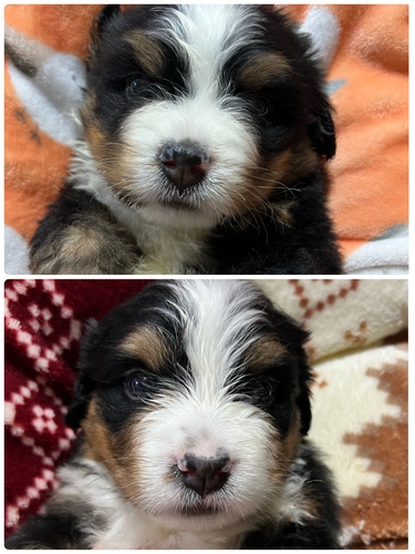 バーニーズ・マウンテン・ドッグ 犬の販売・譲渡 2339 バーニーズマウンテンドッグの仔犬