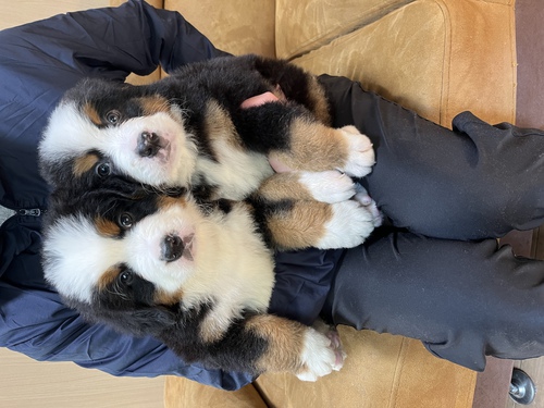 バーニーズ・マウンテン・ドッグ 犬の販売・譲渡 2347 とても可愛い姉妹です。