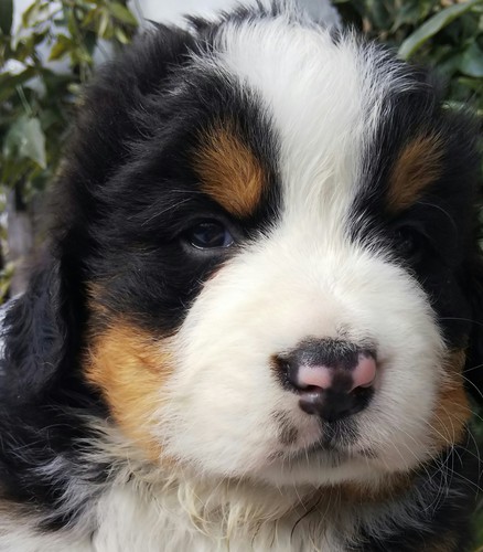 バーニーズ・マウンテン・ドッグ 犬の販売・譲渡 2348 ヨーロッパライン