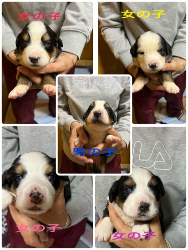 バーニーズ・マウンテン・ドッグ 犬の販売・譲渡 2353 バーニーズマウンテンドッグ
