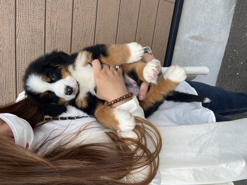 バーニーズ・マウンテン・ドッグ 犬の販売・譲渡 2354 元気で可愛い男の子