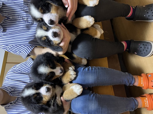 バーニーズ・マウンテン・ドッグ 犬の販売・譲渡 2361 骨太可愛いバーニーズ
