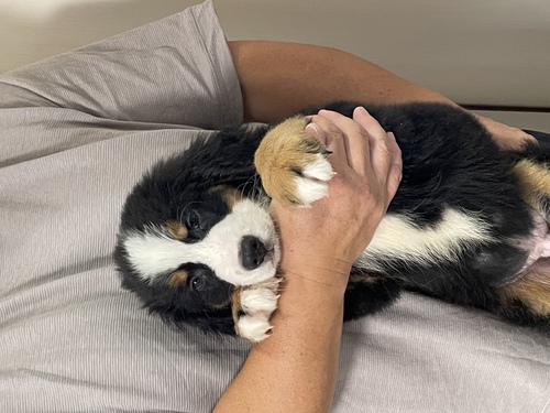 バーニーズ・マウンテン・ドッグ 犬の販売・譲渡 2362 骨格ガッチリのバーニーズ!