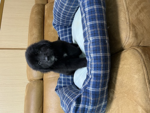 バーニーズ・マウンテン・ドッグ 犬の販売・譲渡 2371 父バーニーズ、母ゴールデン