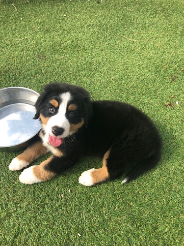 バーニーズ・マウンテン・ドッグ 犬の販売・譲渡 2372 元気イッパイのバーニくん