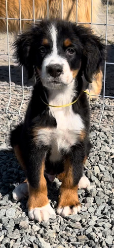 バーニーズ・マウンテン・ドッグ 犬の販売・譲渡 2376 穏やかバーニーズマウンテン 男の子