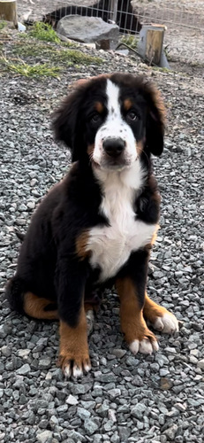 バーニーズ・マウンテン・ドッグ 犬の販売・譲渡 2377 体型抜群! 大きくなります。